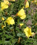 Oenothera glazioviana