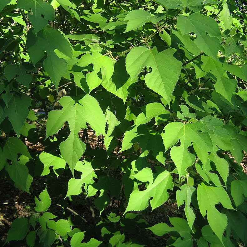 Image of Broussonetia papyrifera specimen.