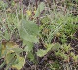 Ligularia narynensis. Нижняя часть растения. Южный Казахстан, Заилийский Алатау, выше Чимбулака, 2200 м н.у.м. 01.07.2013.
