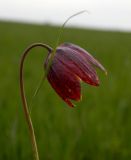 Fritillaria meleagroides