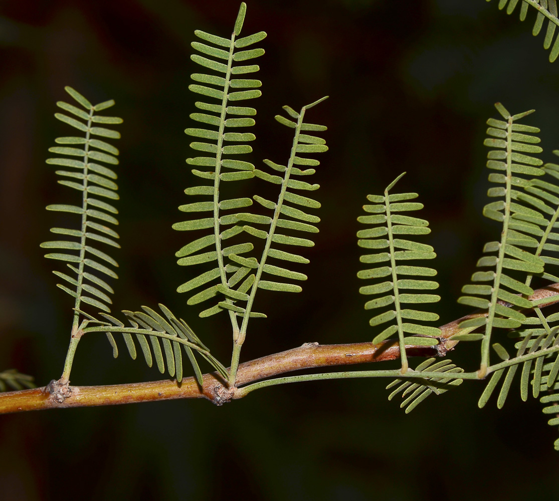 Изображение особи Prosopis alba.