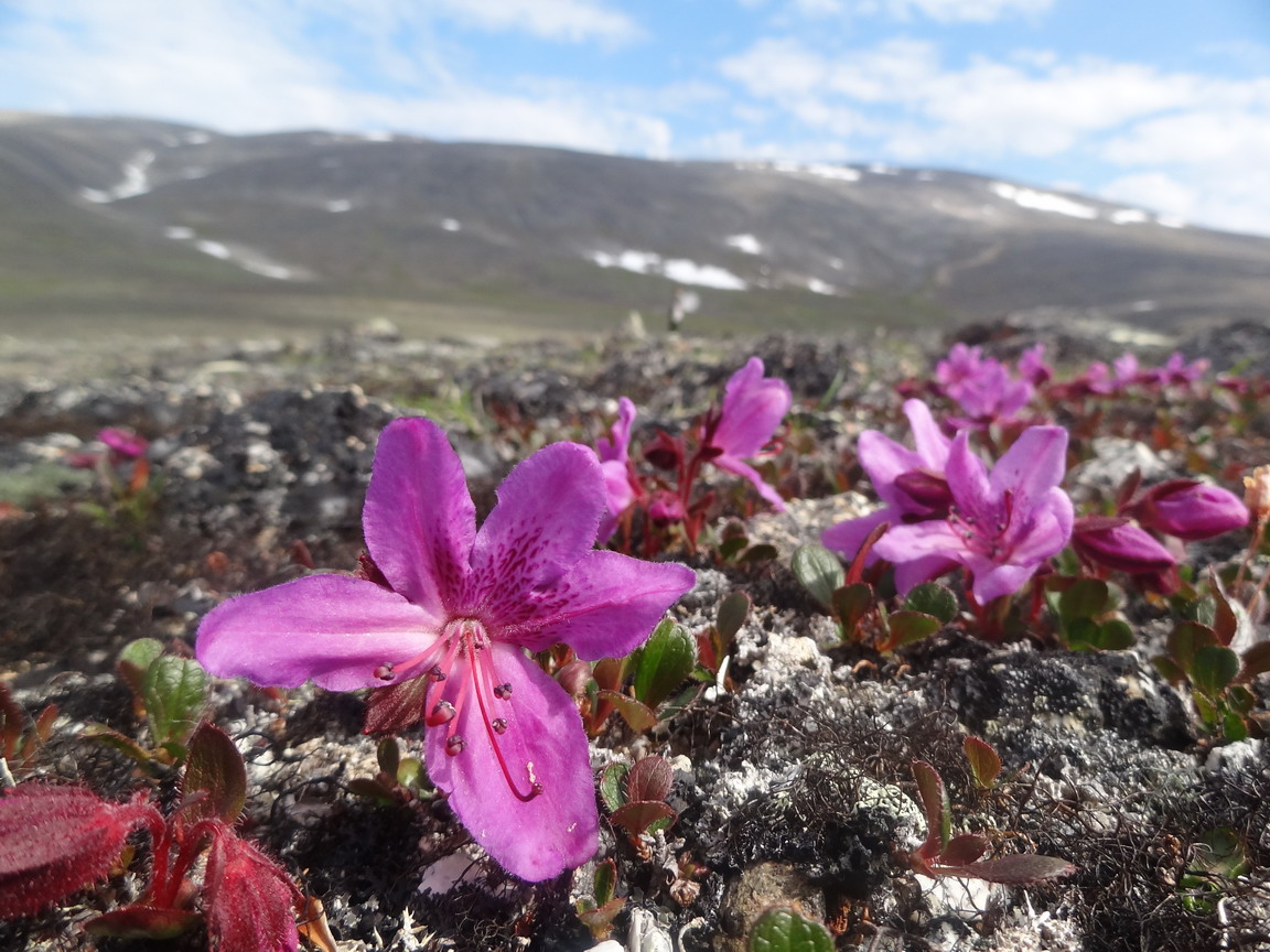 Изображение особи Rhododendron camtschaticum ssp. glandulosum.