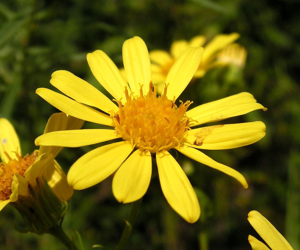 Изображение особи Senecio argunensis.