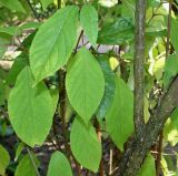 Hydrangea heteromalla