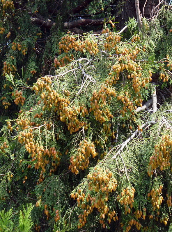Image of Calocedrus decurrens specimen.