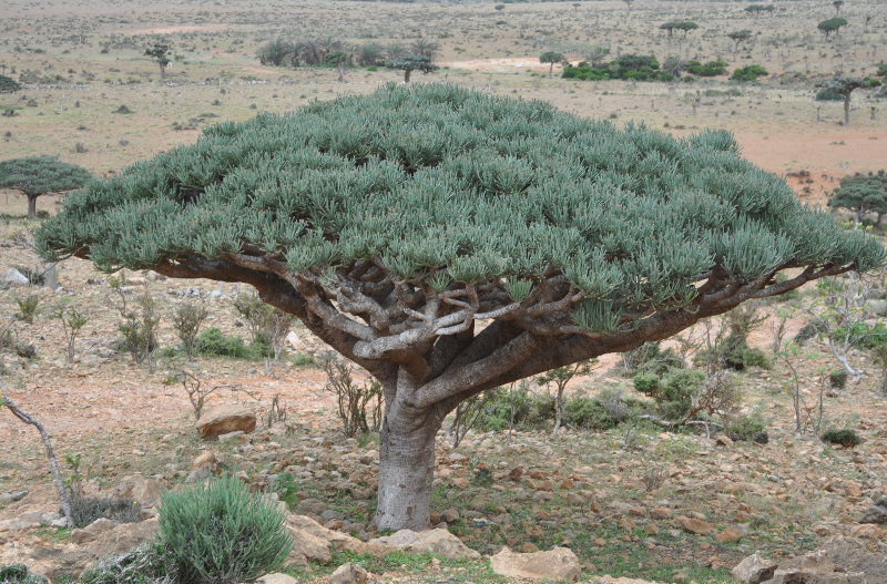 Image of Euphorbia arbuscula specimen.