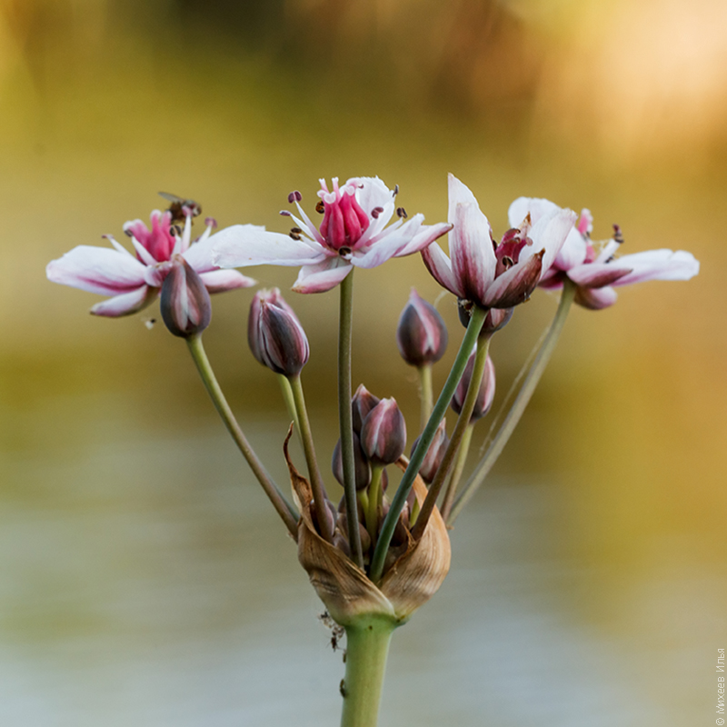 Изображение особи Butomus umbellatus.