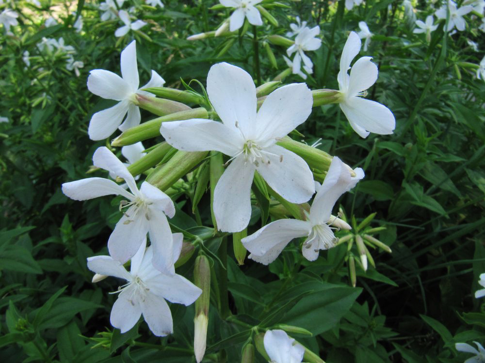 Изображение особи Saponaria officinalis.