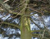 genus Abies. Средняя часть ствола. Германия, г. Дюссельдорф, Ботанический сад университета. 10.03.2014.