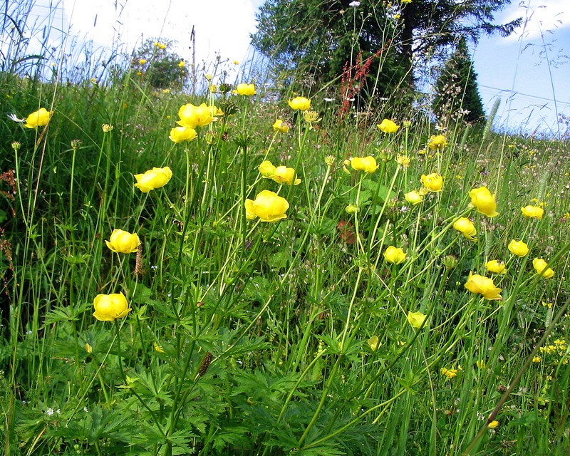 Image of Trollius europaeus specimen.
