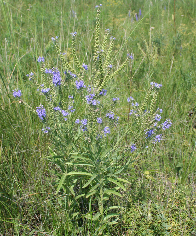 Image of Veronica spuria specimen.