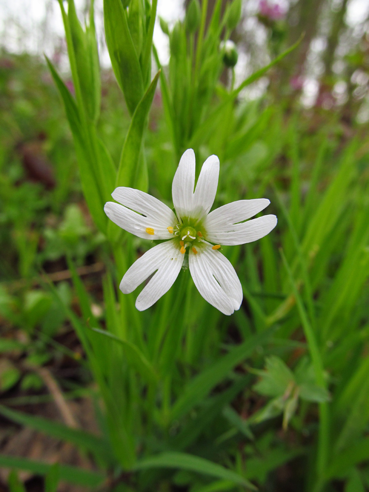 Image of Stellaria holostea specimen.