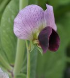 Pisum sativum