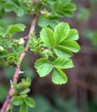 Rosa micrantha. Часть побега с молодыми листьями. Москва, ГБС РАН. 08.05.2014.