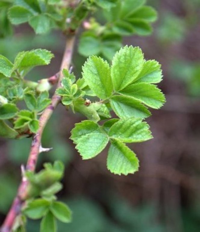 Image of Rosa micrantha specimen.