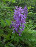 Orchis mascula