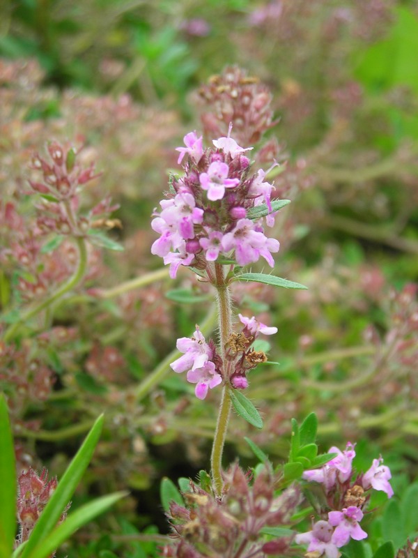 Изображение особи Thymus pulegioides.