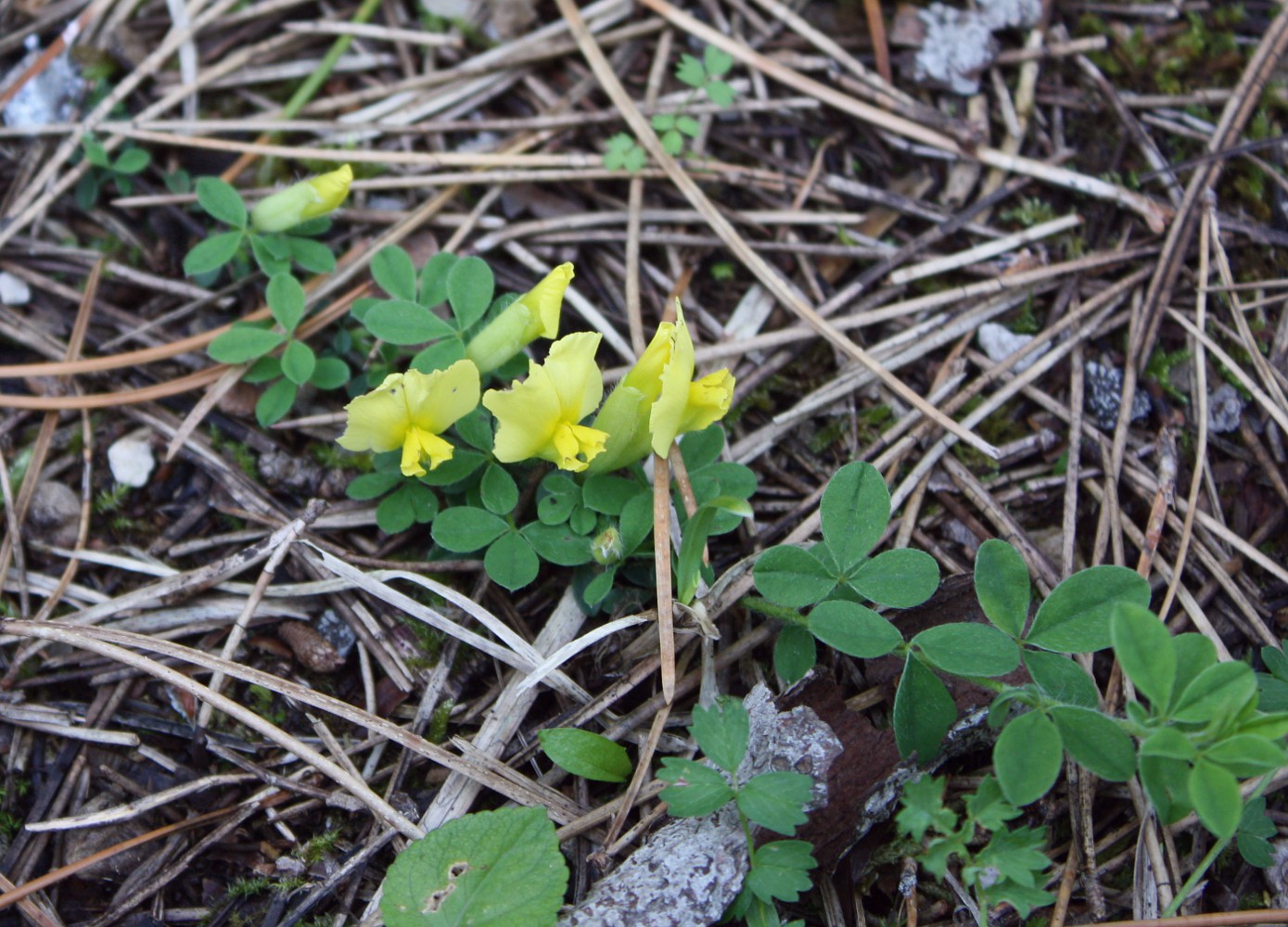 Изображение особи Chamaecytisus hirsutus.