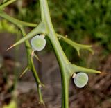 Poncirus trifoliata