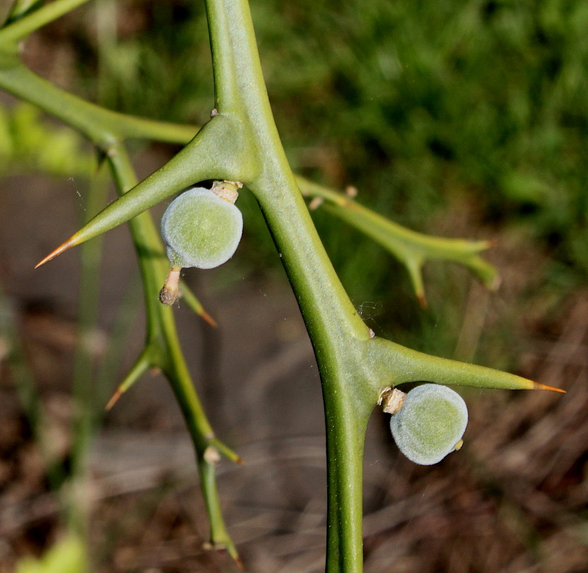 Изображение особи Poncirus trifoliata.