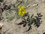 Solanum cornutum