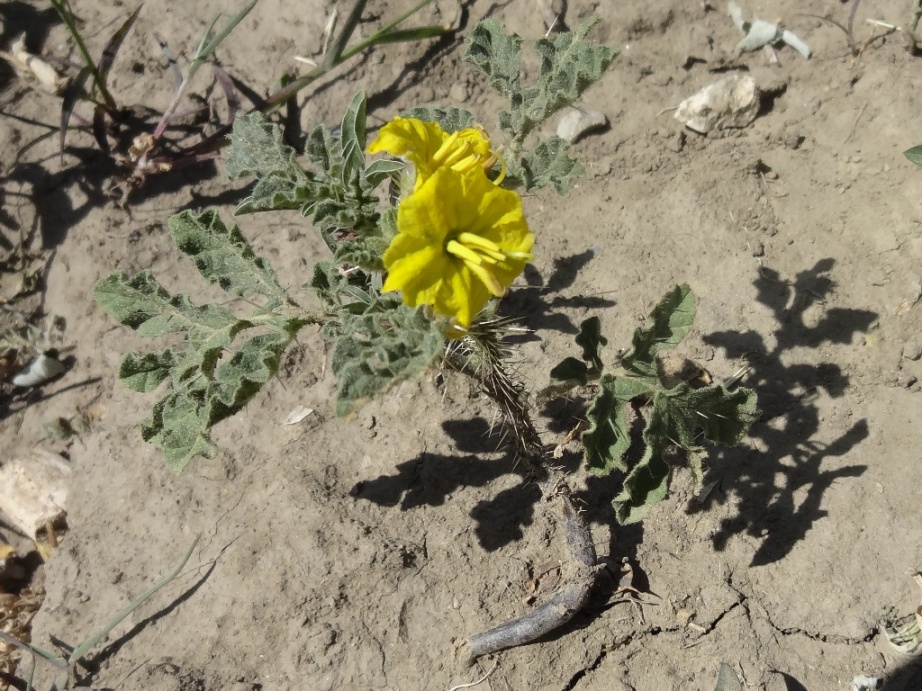 Изображение особи Solanum cornutum.