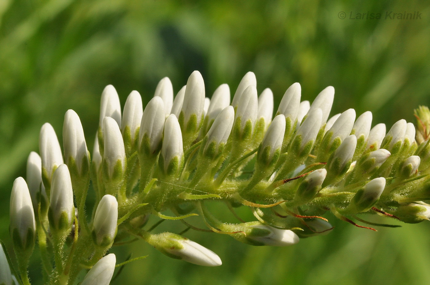 Изображение особи Lysimachia barystachys.