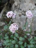 Valeriana fedtschenkoi