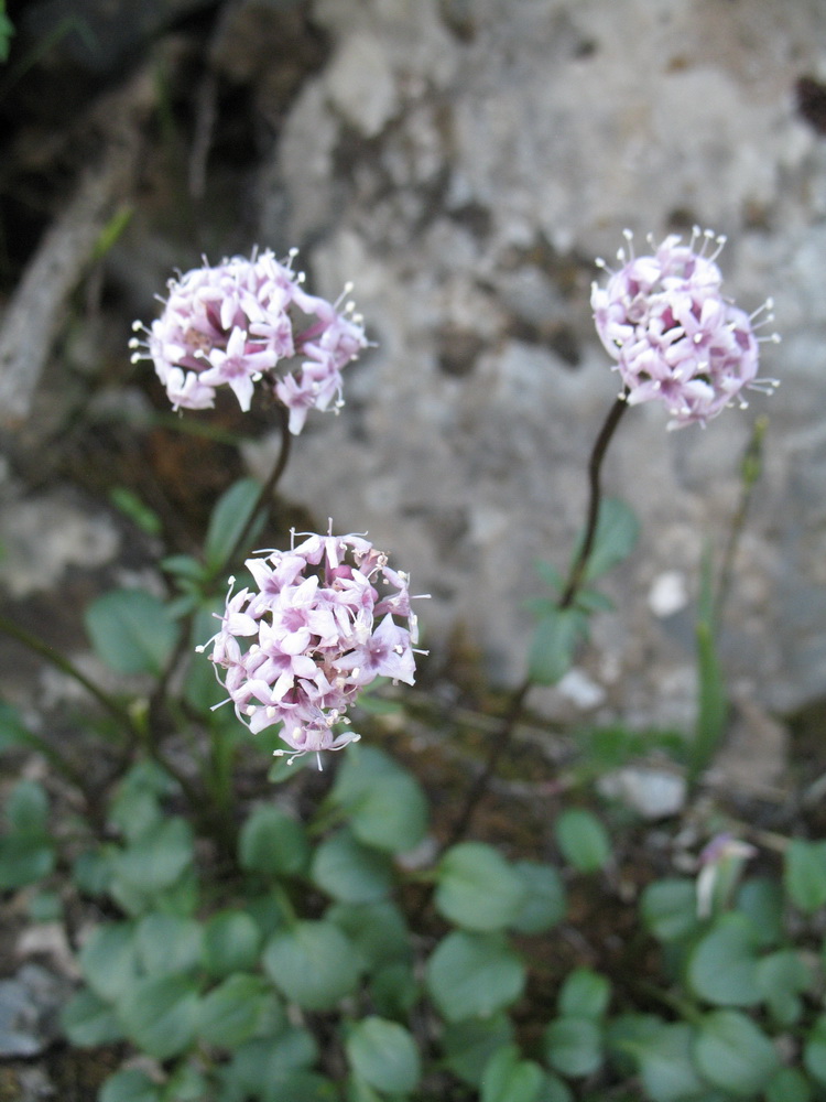 Image of Valeriana fedtschenkoi specimen.