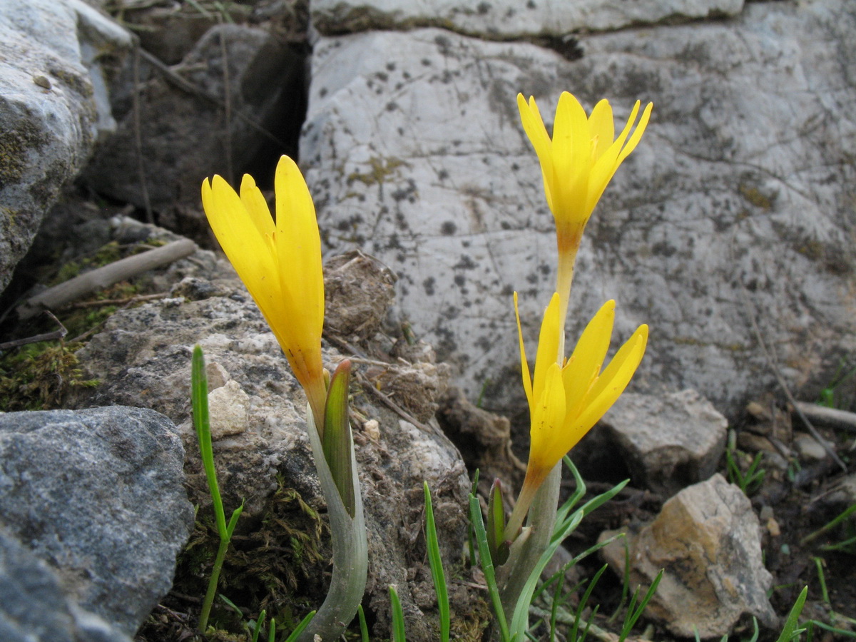 Изображение особи Colchicum luteum.