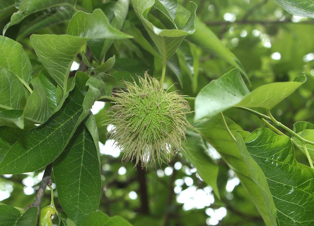 Изображение особи Maclura pomifera.