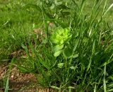 Euphorbia helioscopia