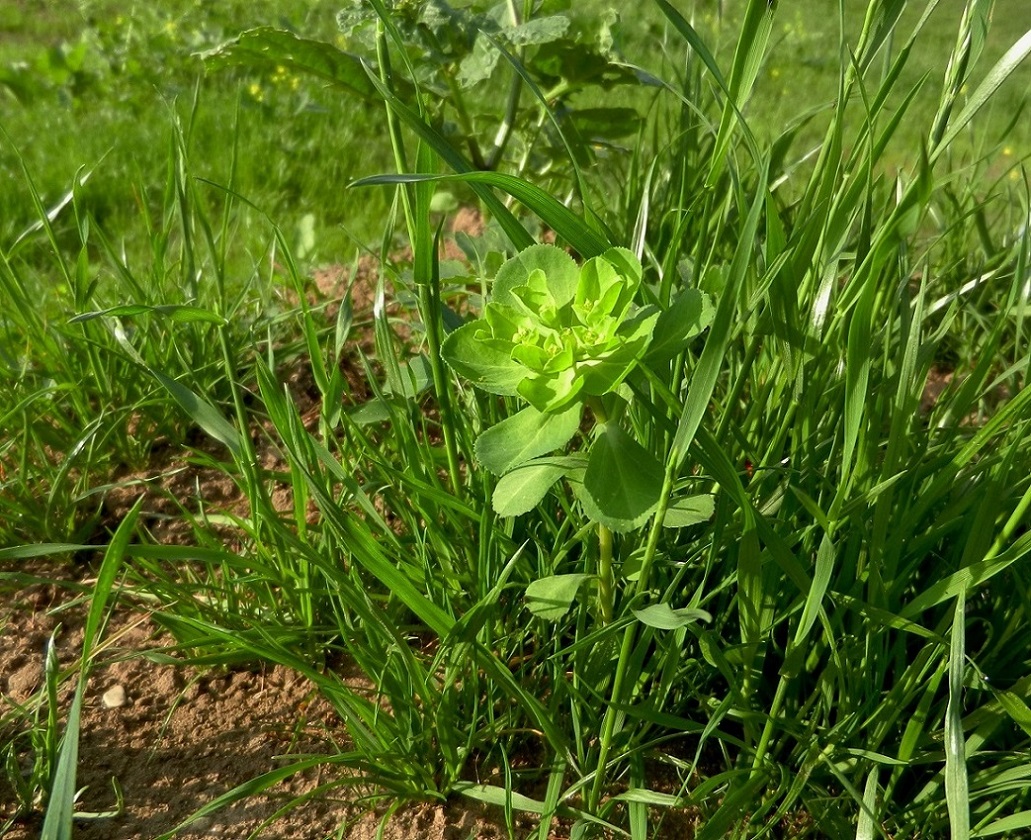 Изображение особи Euphorbia helioscopia.