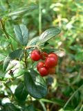 Vaccinium vitis-idaea. Плодоносящее растение. Санкт-Петербург, Выборгский р-н, парк «Сосновка». 10.08.2014.