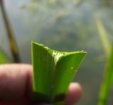 Sparganium microcarpum