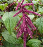 Amaranthus caudatus