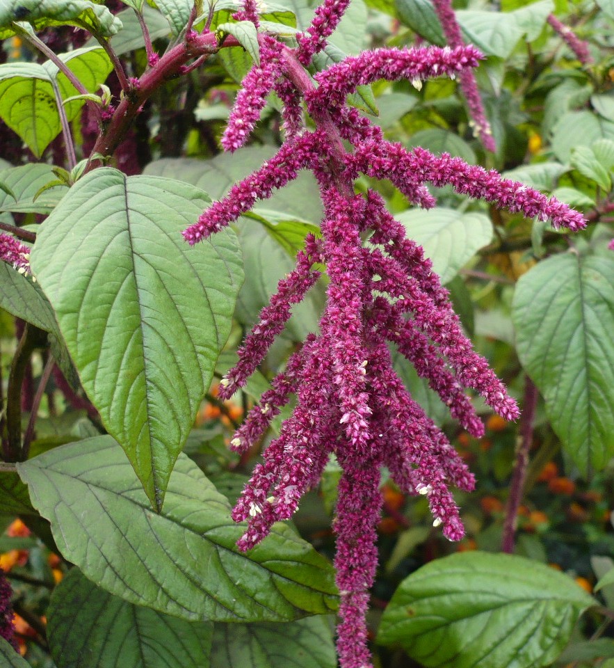 Изображение особи Amaranthus caudatus.