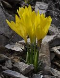 Sternbergia lutea. Цветущее растение. Греция, Халкидики, п-в Ситония (Σιθωνία). 25.09.2014.