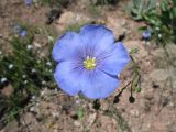Linum pallescens