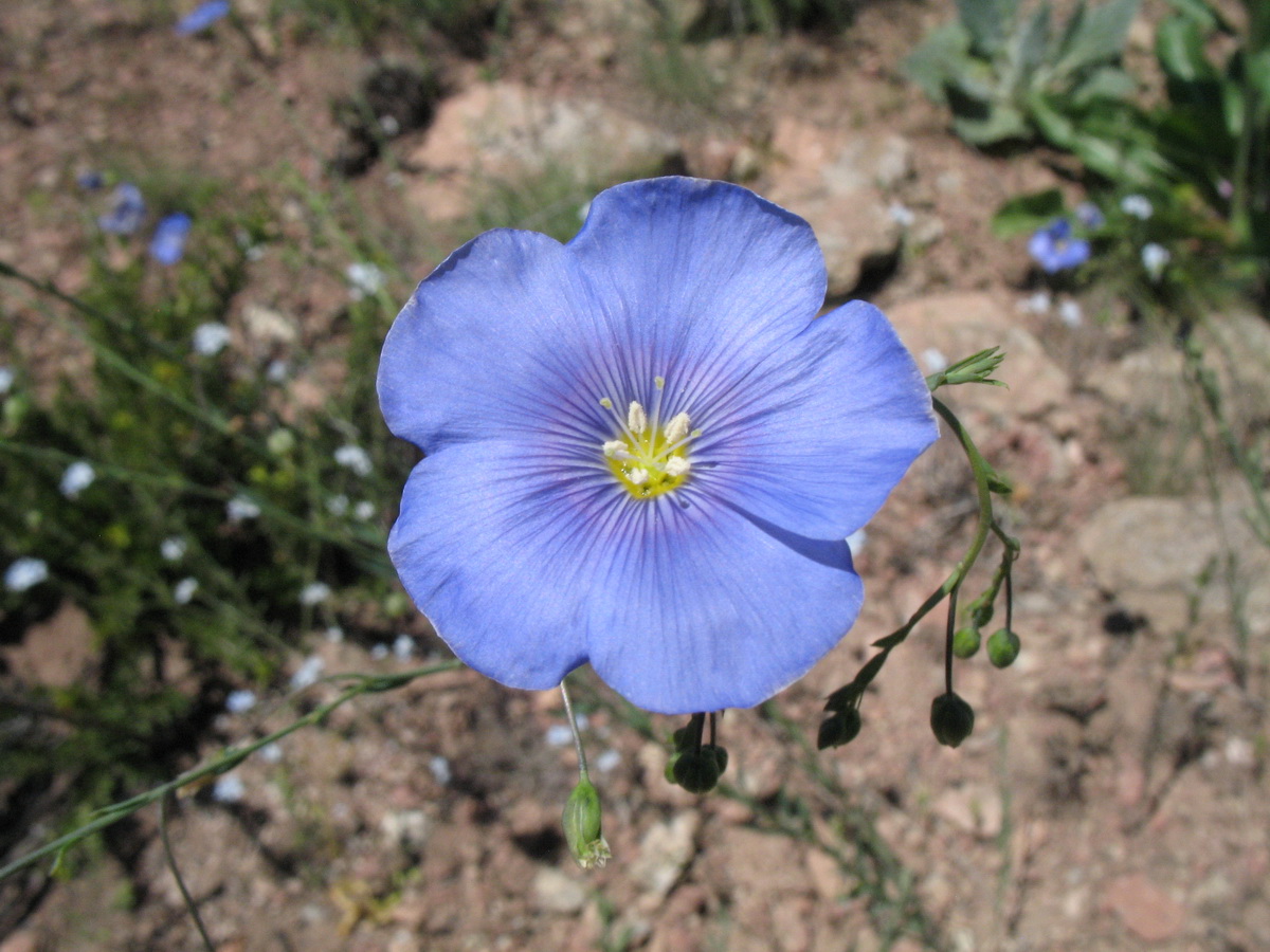 Изображение особи Linum pallescens.