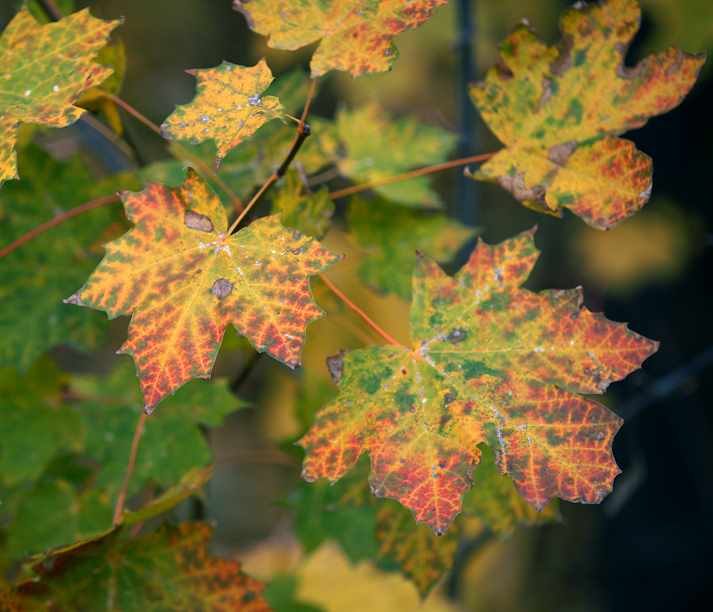 Image of Acer platanoides specimen.