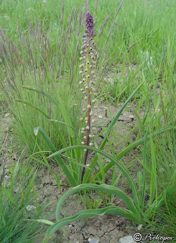 Изображение особи Leopoldia comosa.