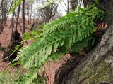 Polypodium vulgare