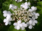 Viburnum opulus