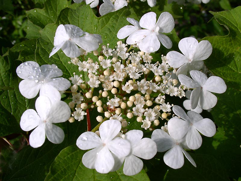 Image of Viburnum opulus specimen.