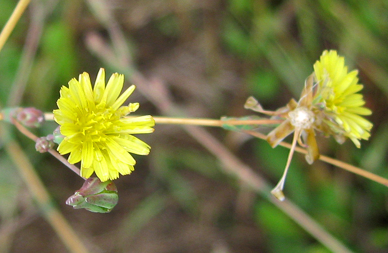 Изображение особи Lactuca serriola.