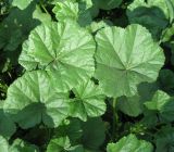 Malva pusilla. Листья. С-Петербург, 10 августа 2009 г.
