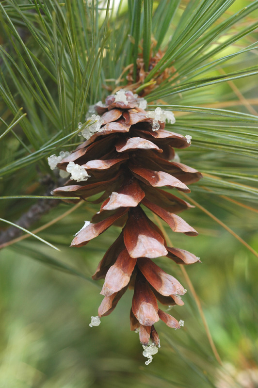 Изображение особи Pinus strobus.