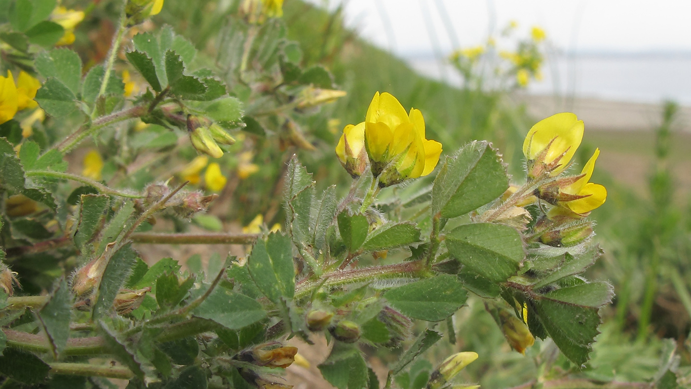 Image of Medicago rigidula specimen.