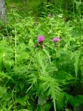 Cirsium heterophyllum